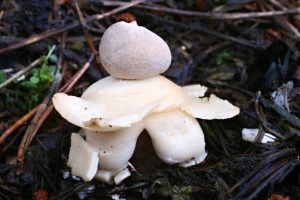 Hvězdovka smrková (Geastrum quadrifidum) roste ve světlejších smrčinách, většinou na&nbsp;bazických půdách. Dospělá plodnice má několik cm a&nbsp;je nejedlá.
