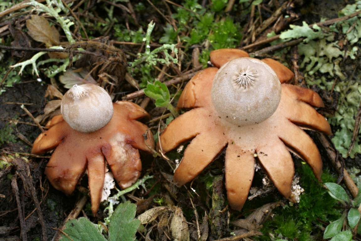 Houby hvězdovkovité (čeleď Geastraceae): Hvězdovka Pouzarova (Geastrum pouzarii) byla původně popsána jako endemit České republiky. Je zákonem chráněná jako kriticky ohrožený druh.