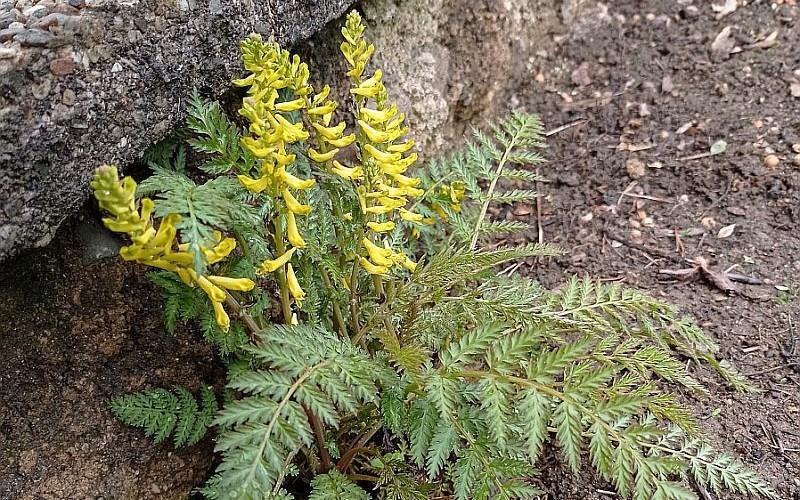 BOTANICAL NEWS AND INTERESTING FACTS FROM NORTHWEST BOHEMIA II.
