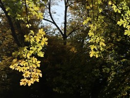 IMG_4295_vyrez-podzimni-