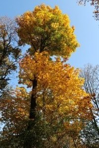 IMG_7880