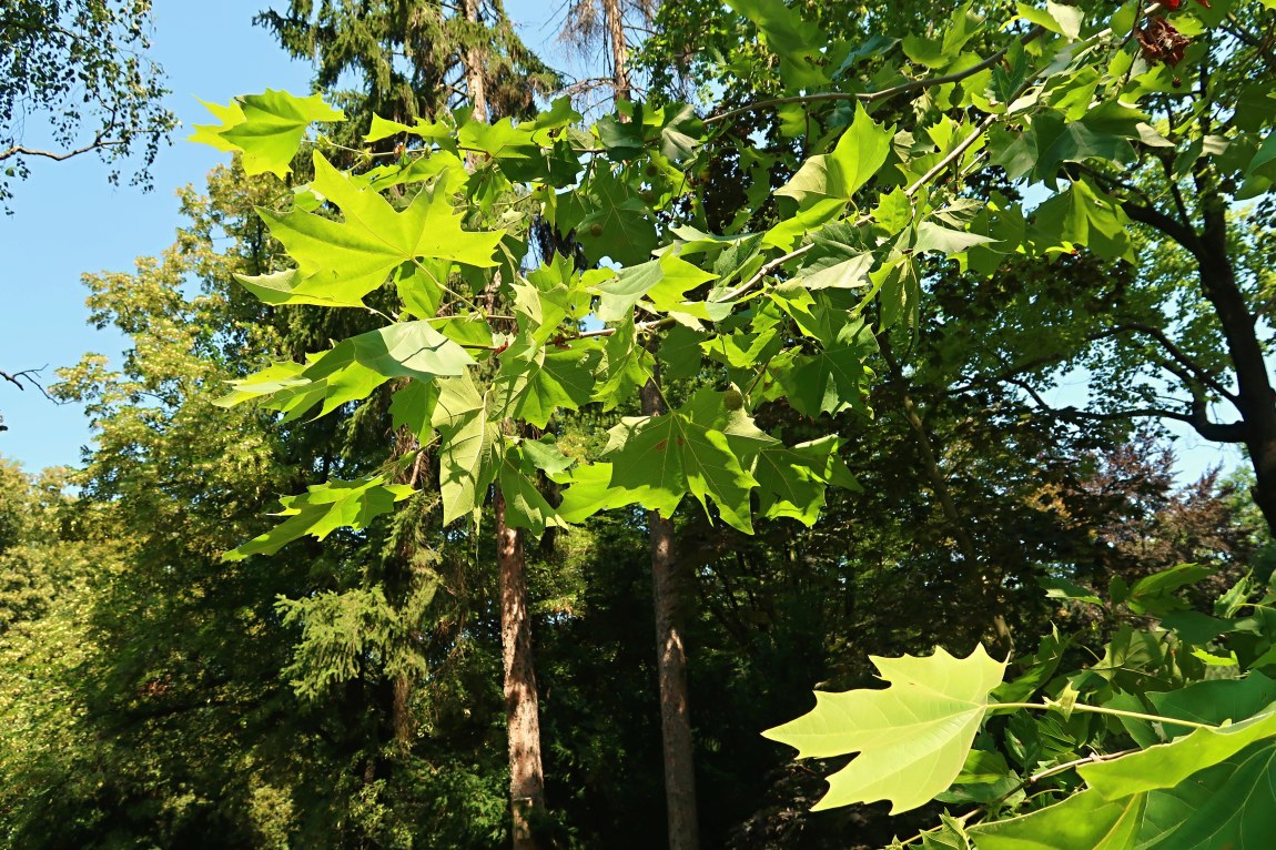 Botanické novinky a zajímavosti