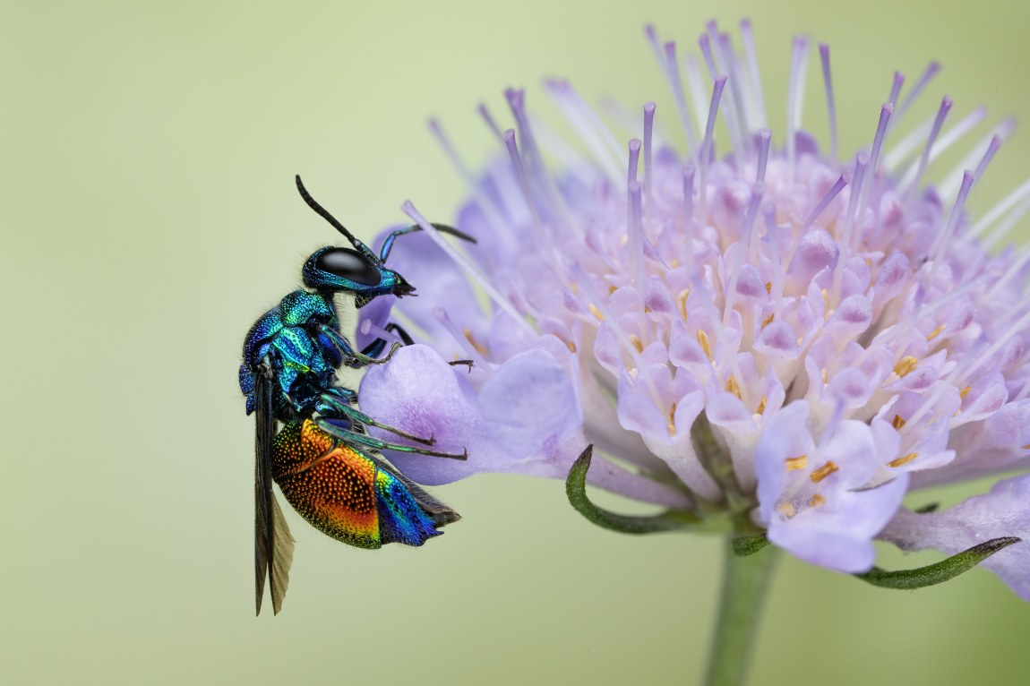 Zlatěnka Stilbum cyanurum